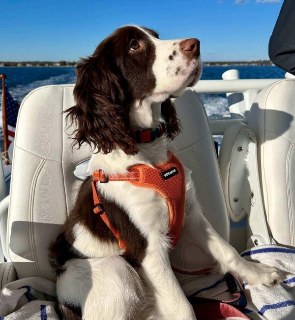 Spencer looking up sitting on the captains chair